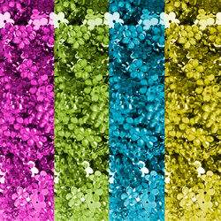 Chaton_Flor_8mm-Capa